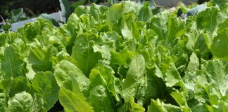 Andijvie Cichorium endivia