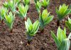 Knoflook knoflook plant
