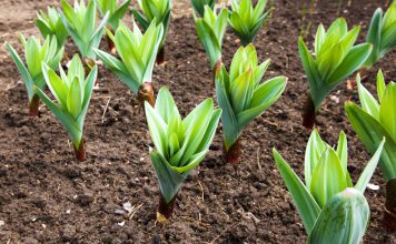 knoflook plant