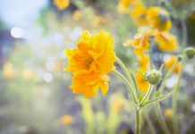 Nagelkruid nagelkruid