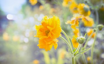 Nagelkruid nagelkruid