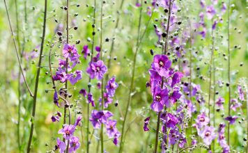 Toorts Verbascum phoeniceum