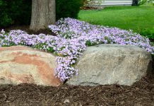 Phlox Phlox Subulata