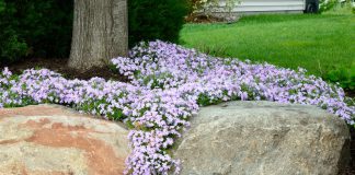 Phlox Subulata