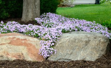 Phlox Phlox Subulata