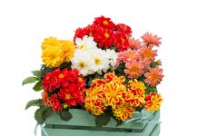 Kleine dahlia kleine dahlia