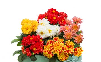 Kleine dahlia kleine dahlia