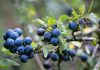 Pruim prunus