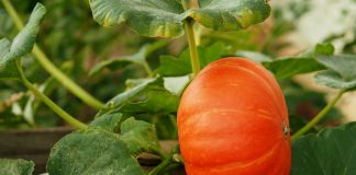 Pompoen pompoen plant