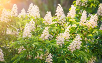 Paardenkastanje paardenkastanje