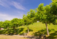Trompetboom Catalpa bignonioides