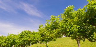 Trompetboom Catalpa bignonioides