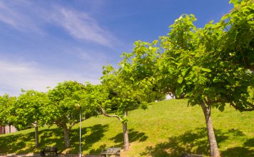 Trompetboom Catalpa bignonioides