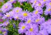 Aster aster