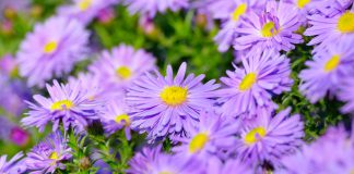 aster