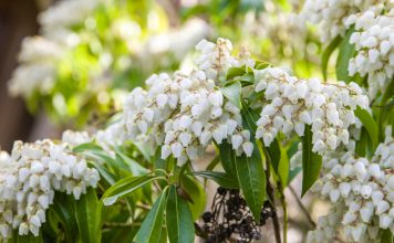 Rotsheide Pieris japonica