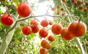 Kerstomaat kerstomaten