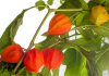 Lampionplant lampionplant
