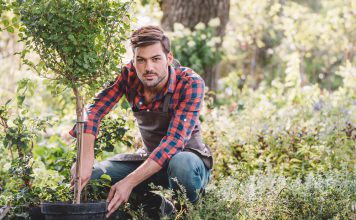 Een boom planten boom planten