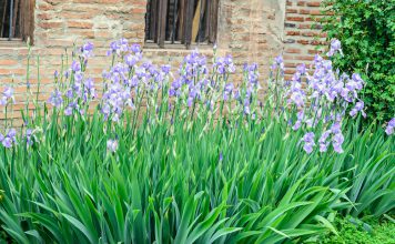 Lage baardiris lage baardiris