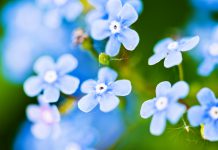 Vergeet-mij-nietje vergeet mij niet