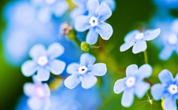 Vergeet-mij-nietje vergeet mij niet