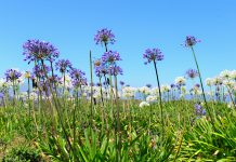 Triteleia Een veld van Triteleia laxa