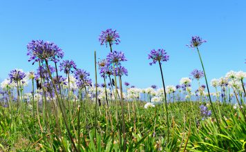 Triteleia Een veld van Triteleia laxa