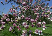 Gewone Magnolia gewone magnolia