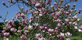 Gewone Magnolia gewone magnolia