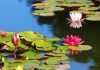 Waterlelie waterlelie