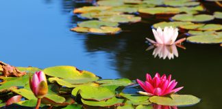 waterlelie