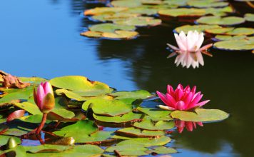 Waterlelie waterlelie