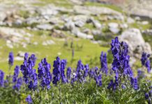 Monnikskap Monnikskap