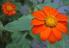 Tithonia Tithonia rotundifolia