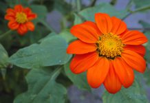 Tithonia Tithonia rotundifolia