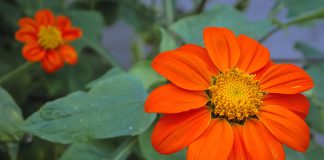 Tithonia Tithonia rotundifolia