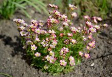 Steenbreek steenbreek