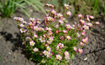 Steenbreek steenbreek