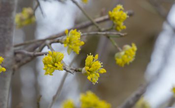 Toverhazelaar toverhazelaar