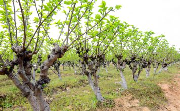 Moerbei moerbeibomen