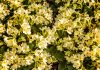Primula primula