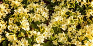 Primula primula