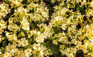 Primula primula