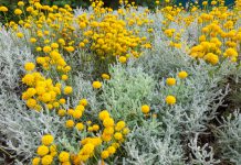 Heiligenbloem Heiligenbloem