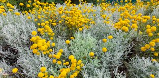 Heiligenbloem Heiligenbloem