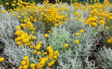 Heiligenbloem Heiligenbloem