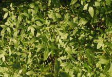 Es Fraxinus excelsior