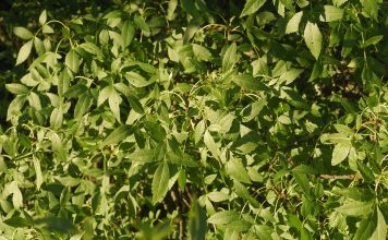 Es Fraxinus excelsior