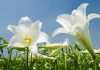 Madonnalelie witte lelie